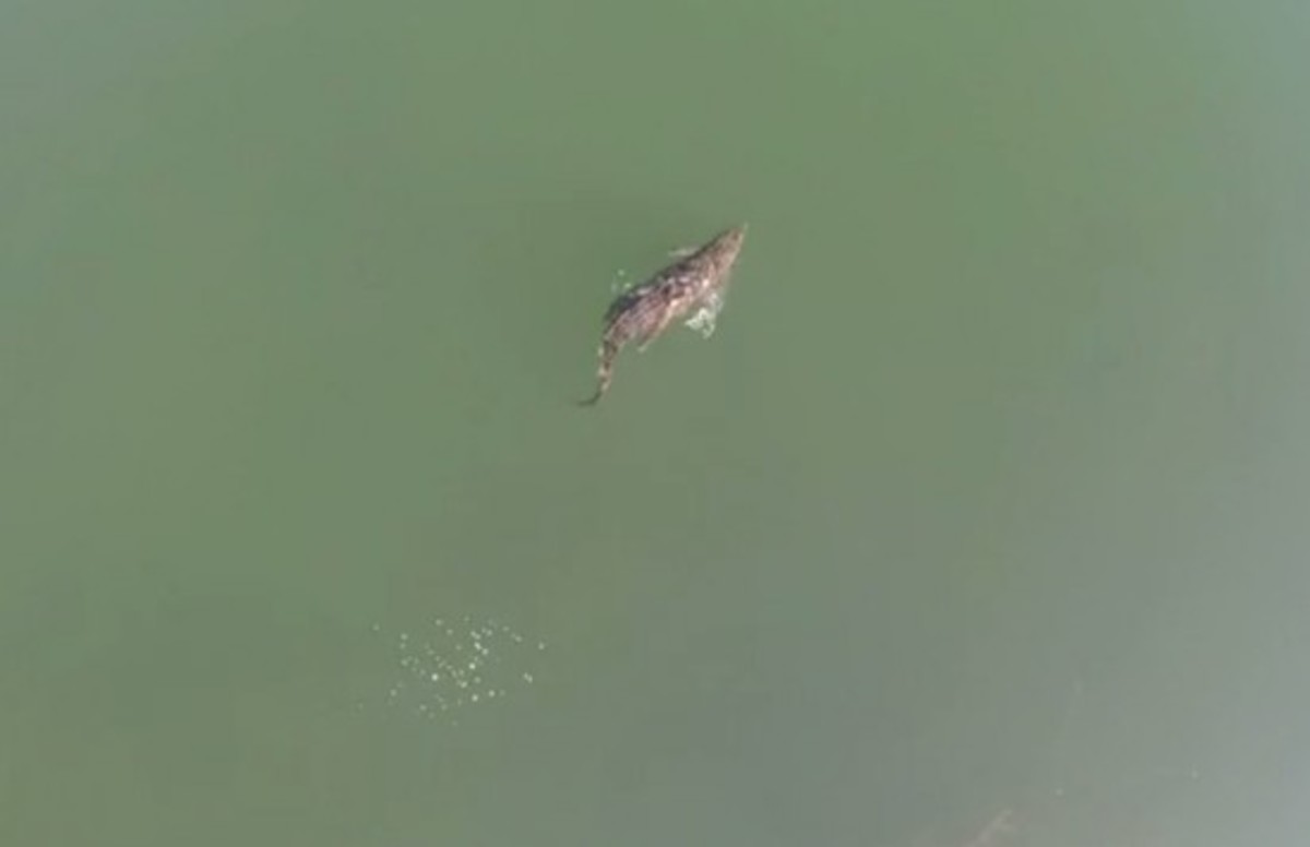 Νέο σπίτι για κροκόδειλο