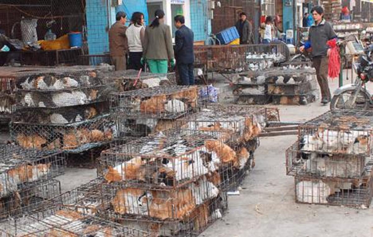 Θα πάψουν οι κινέζοι να τρώνε γάτες και σκύλους;
