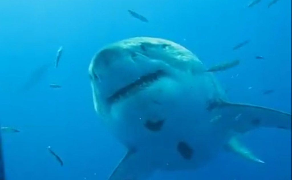 Deep Blue: Ο μεγαλύτερος λευκός καρχαρίας στον κόσμο! (ΒΙΝΤΕΟ)