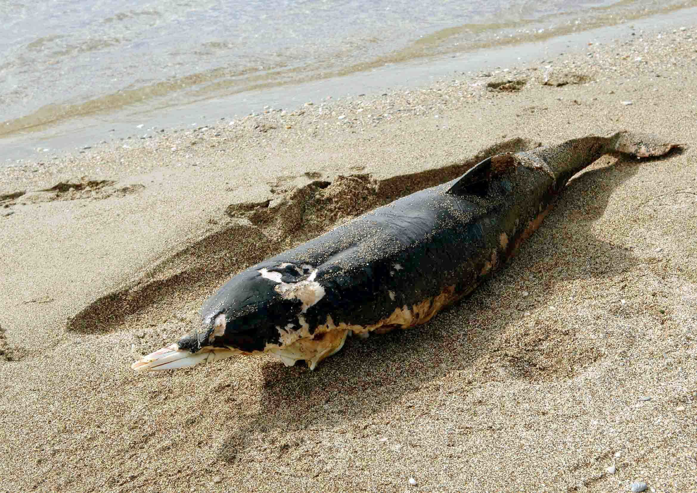 Νεκρές χελώνες και δελφίνια