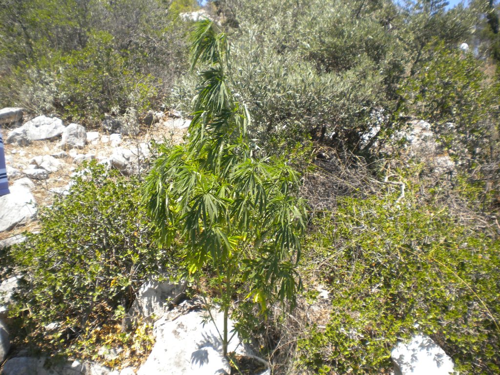 Ξεριζώθηκαν πέντε χιλιάδες δενδρύλλια ινδικής κάνναβης