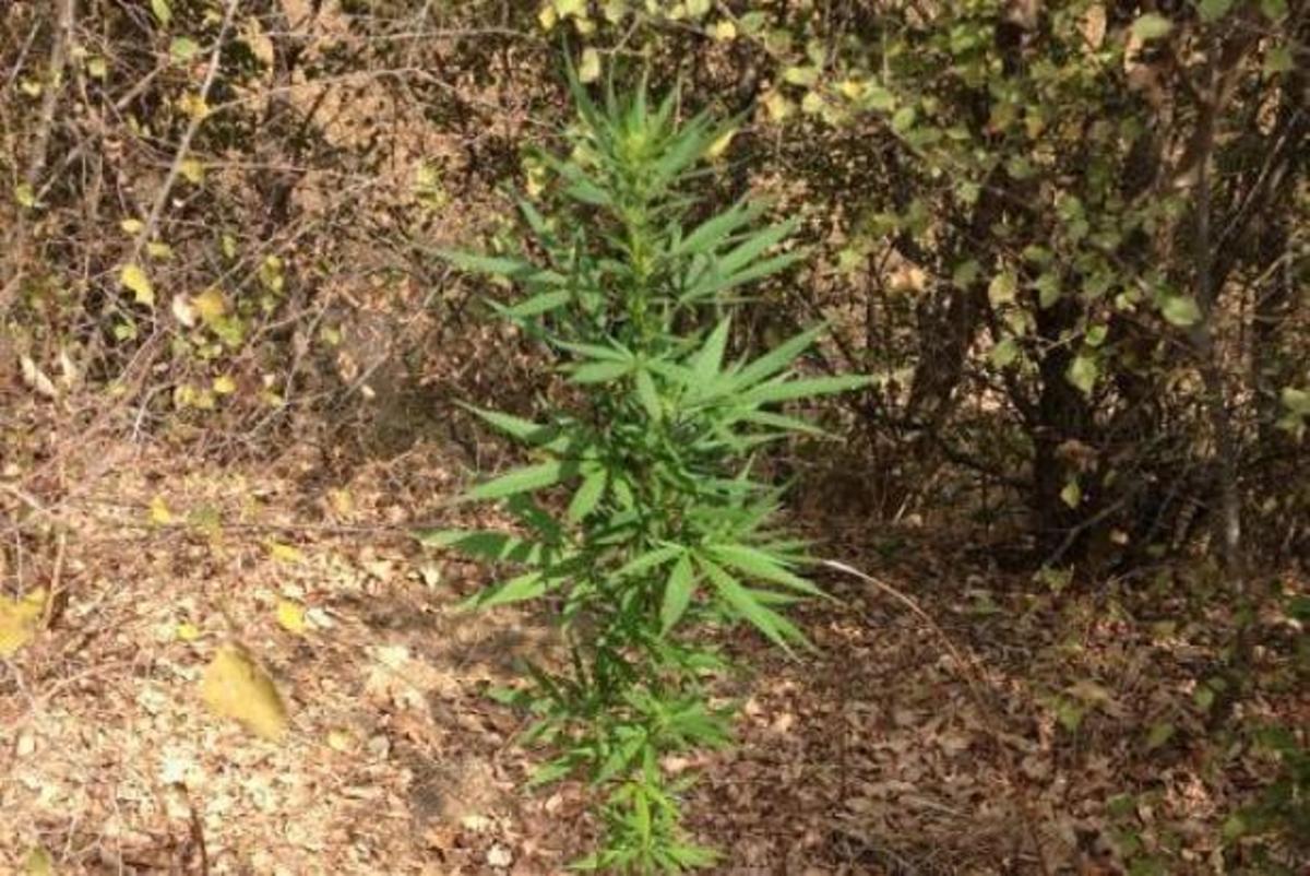 Ένα από τα δενδρύλλια που βρήκαν οι αστυνομικοί - ΦΩΤΟ ΕΛ.ΑΣ.