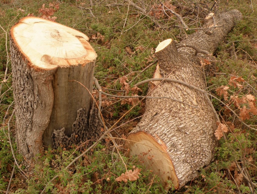 Γρεβενά: Τον σκότωσε το δέντρο που έκοψε!