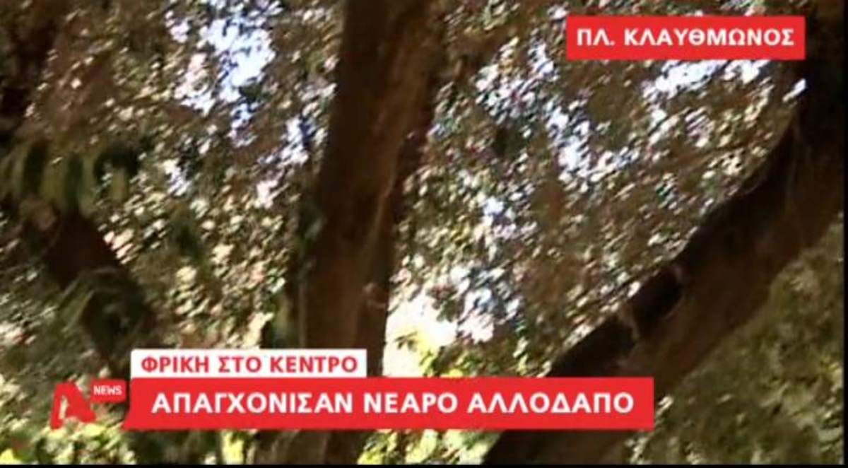 Τον κρέμασαν σε δέντρο!