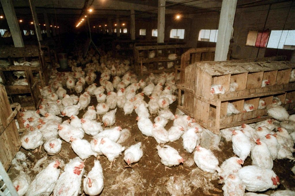 Τι είπε στο Newsit ο Πρόεδρος του ΕΦΕΤ για τις διοξίνες σε αβγά και ζωοτροφές – Δεν είναι ακόμα σίγουροι οι Γερμανοί αν έχουν γίνει εξαγωγές!