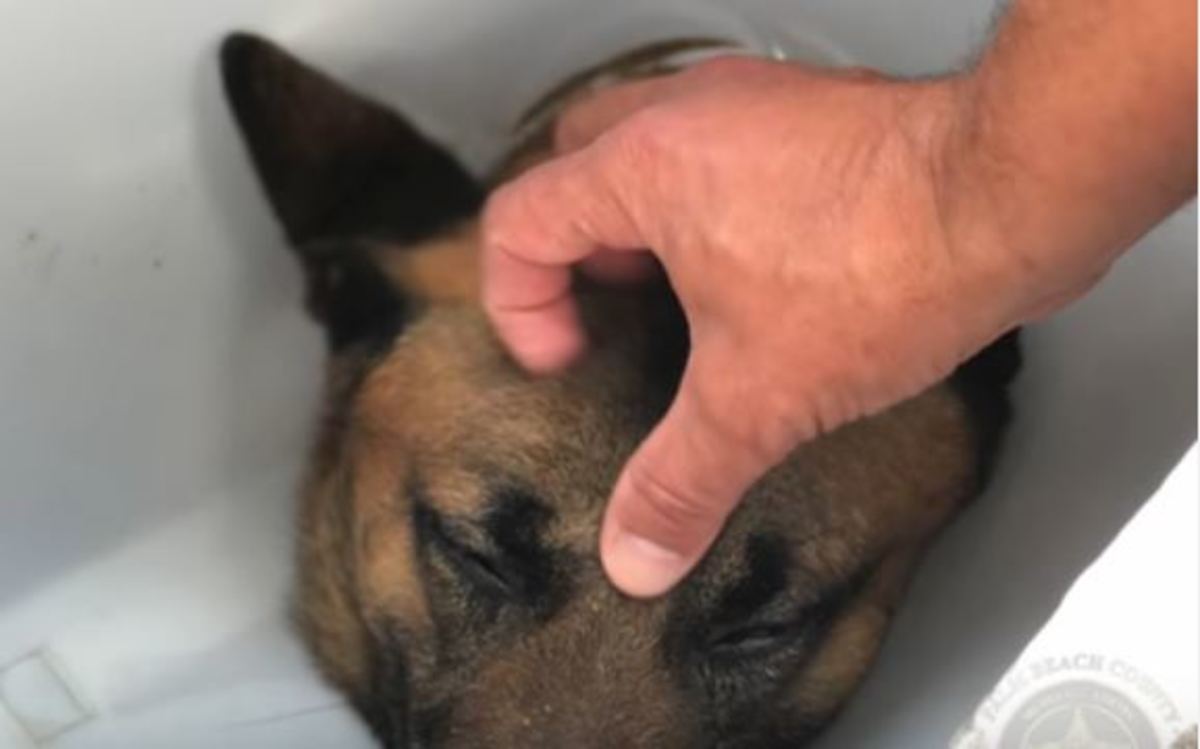 Οι ήρωες “βγαίνουν” σε πολλά μεγέθη…Ο σκύλος που έσωσε τη ζωή αστυνομικού, τώρα αναρρώνει!