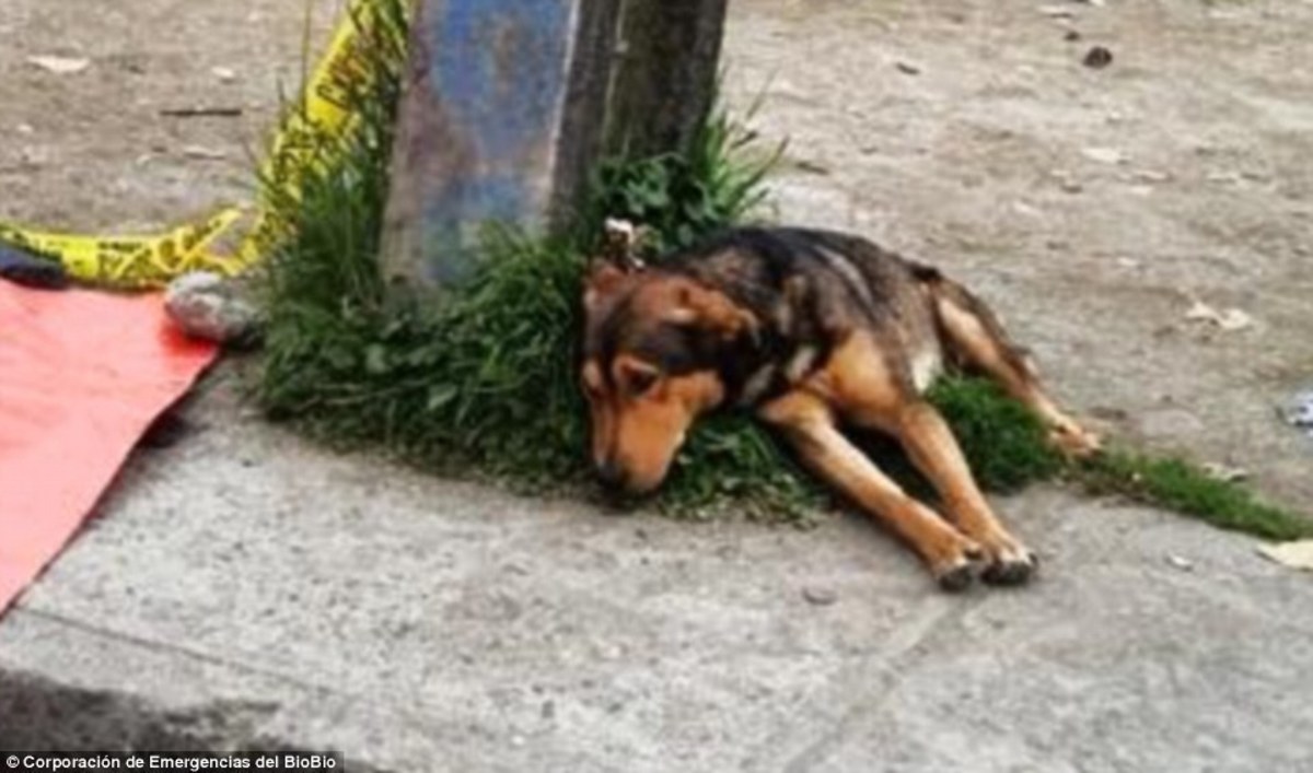 Ραγίζει καρδιές το κουτάβι που θρηνεί το αφεντικό του – Δεν έφευγε από κοντά του (ΦΩΤΟ)
