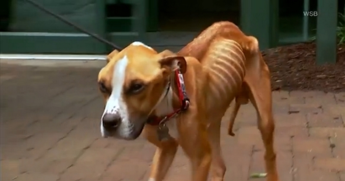 Θρήνος για τον σκελετωμένο σκύλο που ξεψύχησε (ΒΙΝΤΕΟ)