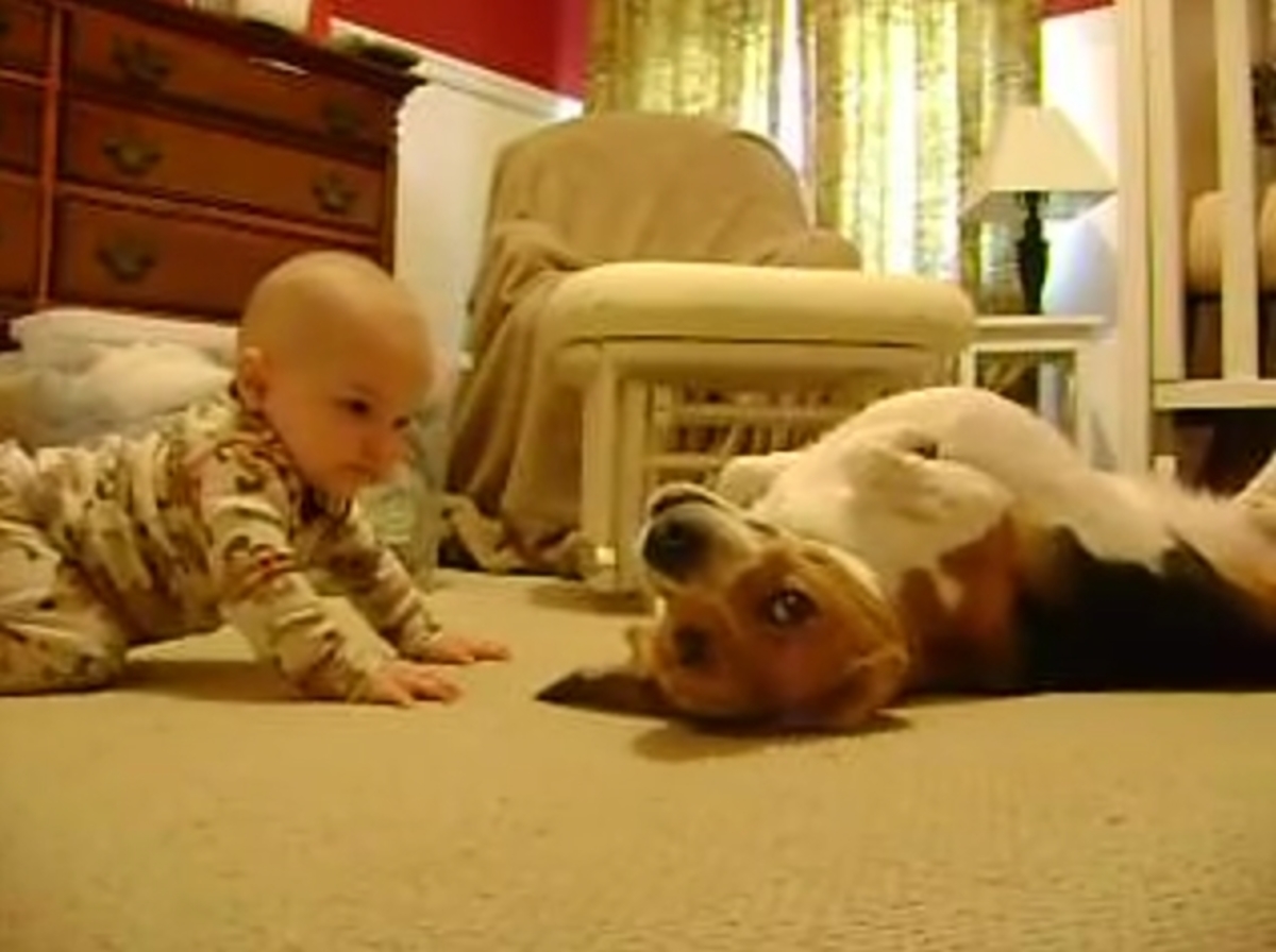 Σκύλος συναντά μωρό για πρώτη φορά.. και λιώνει!