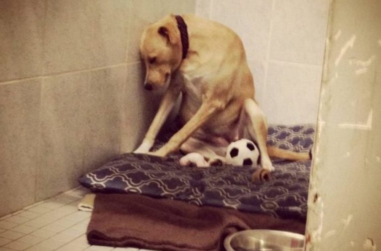 Απέρριψαν ξανά τον πιο θλιμμένο σκύλο – Κινδυνεύει με ευθανασία [pics]