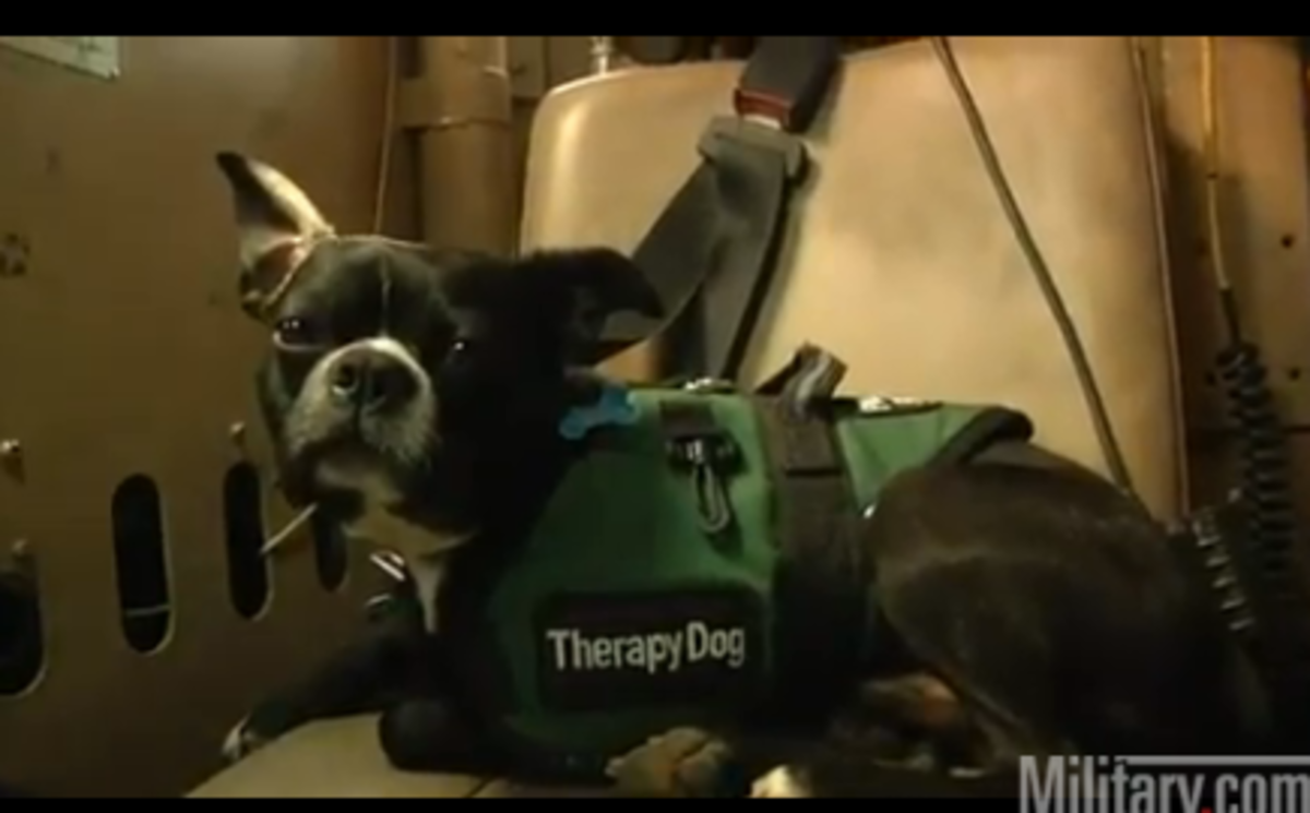Σκύλος…ψυχοθεραπευτής!Υπηρετεί στο Αφγανιστάν.Δείτε τον