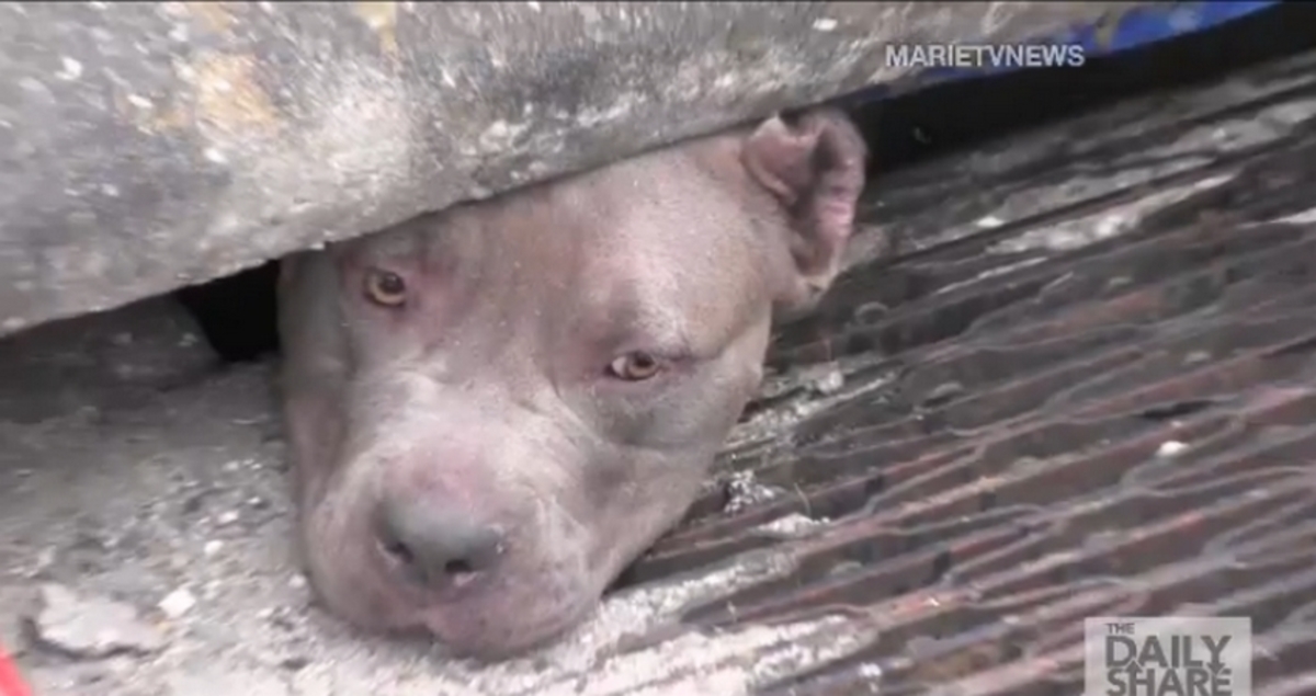 Δε θα πιστεύετε τι συνέβη σε αυτά τα pit bull! (ΒΙΝΤΕΟ)