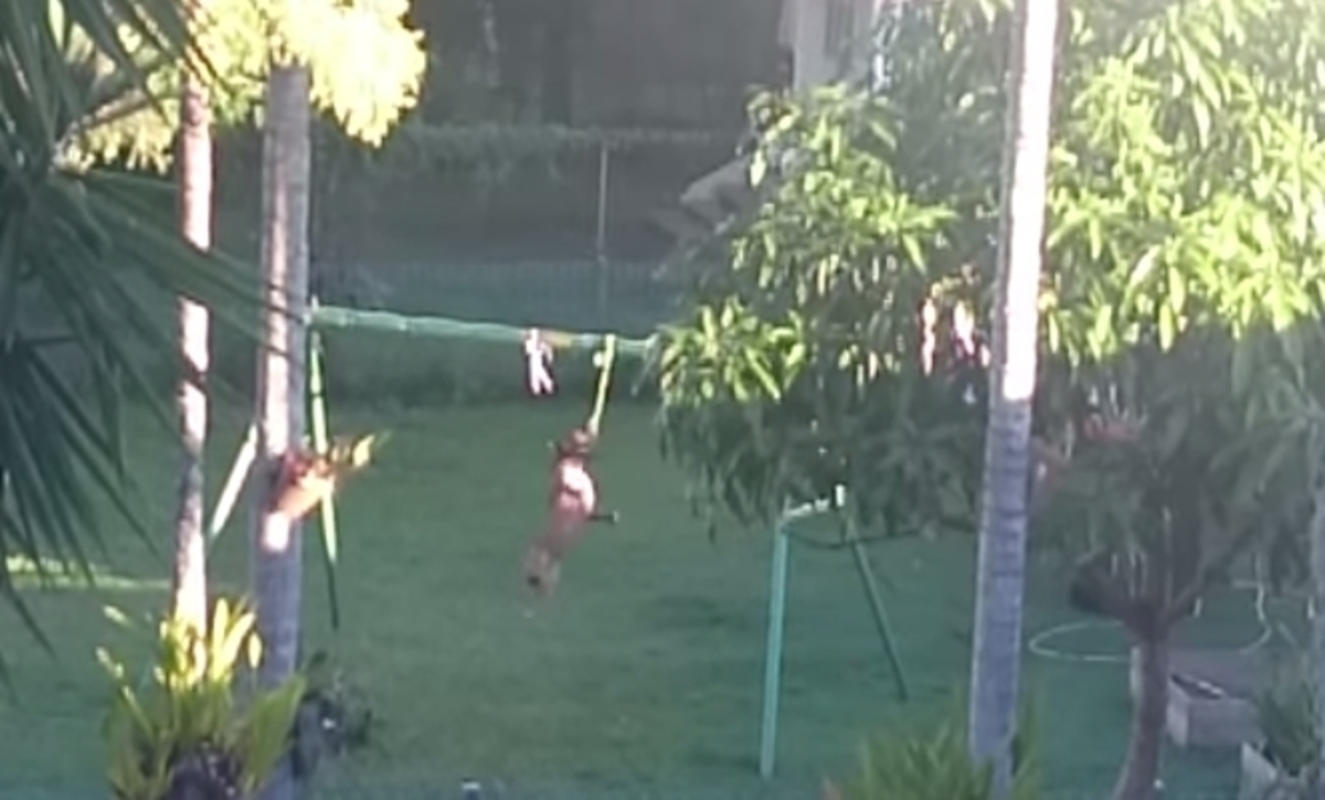 Βίντεο: Σκύλος απολαμβάνει το μονόζυγο!