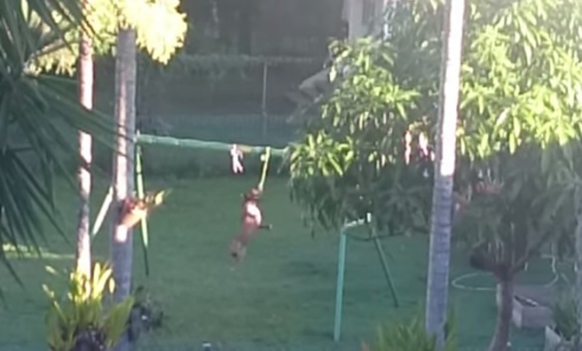 Το μονόζυγο του σκύλου