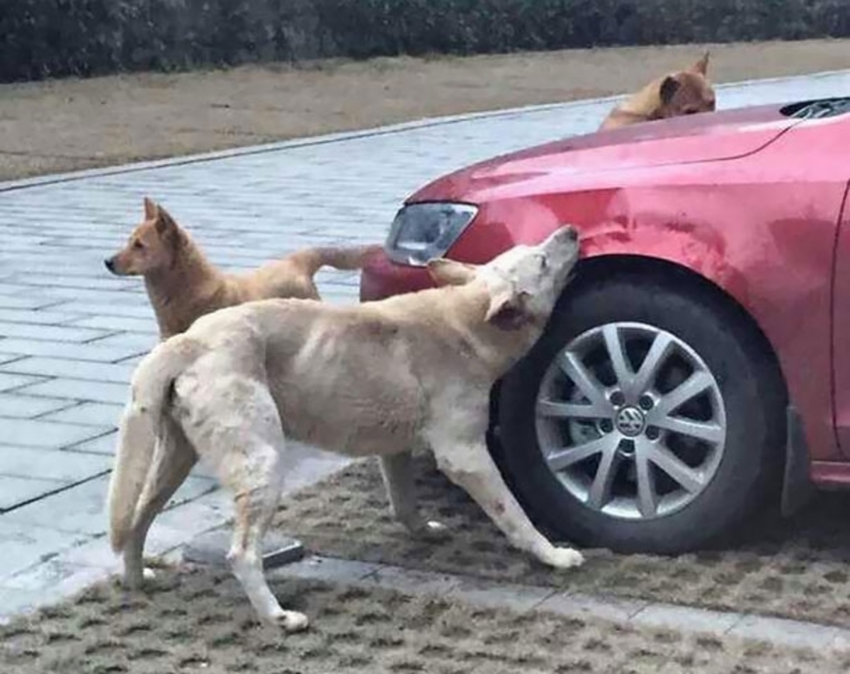 Χτύπησε σκύλο με το αυτοκίνητο – Δείτε πώς τον εκδικήθηκε! (ΦΩΤΟ)