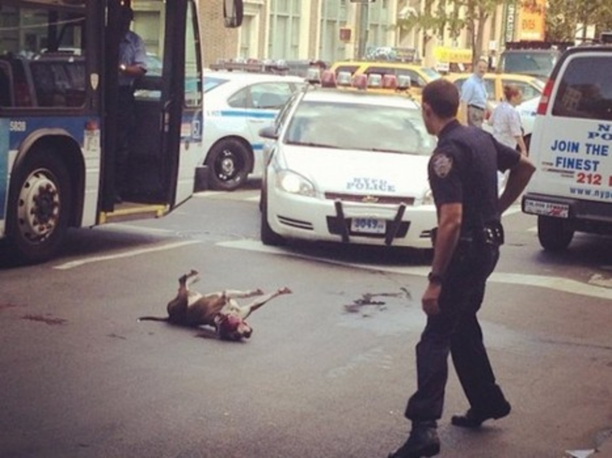 Βίντεο σοκ: Αστυνομικός πυροβόλησε εν ψυχρώ σκύλο άστεγου!