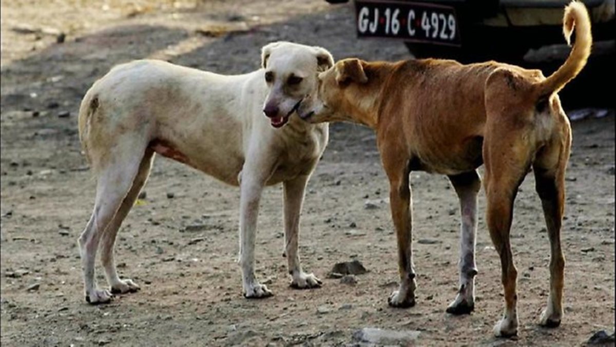 Αδέσποτα σκυλιά κατασπάραξαν σε δημόσιο κήπο έναν υπερήλικα