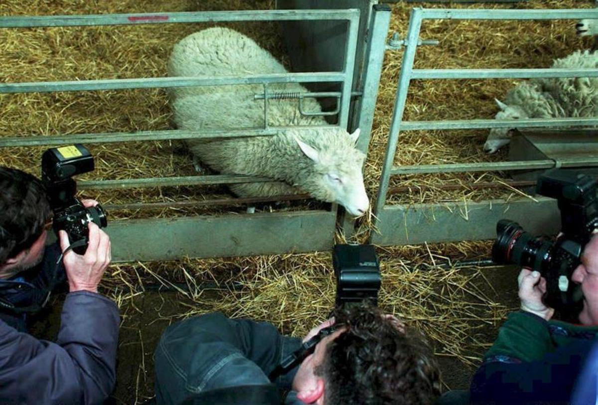 Καλά στην υγεία τους οι “αδελφές” της κλωνοποιημένης προβατίνας Ντόλι