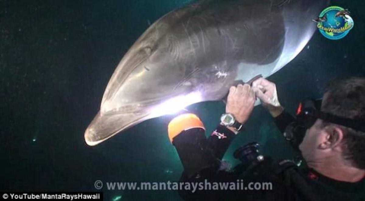 ΒΙΝΤΕΟ: Η στιγμή που ενα δελφίνι ζητα βοήθεια απο ενα δύτη