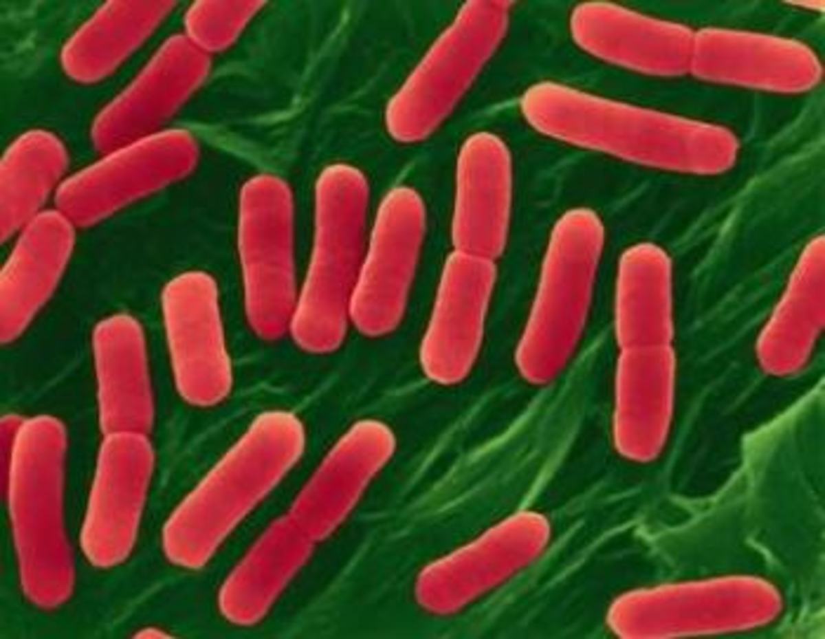 Δύο επιδημίες τρομάζουν την Ευρώπη