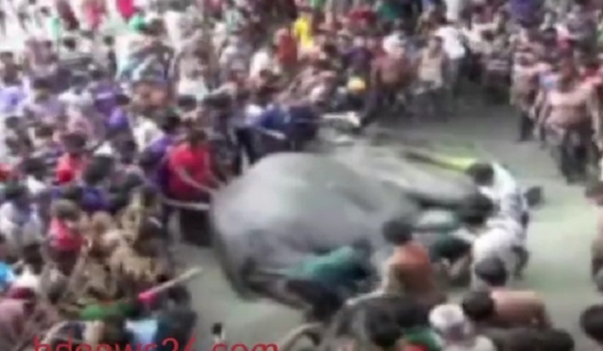 Εκατοντάδες χωρικοί σώζουν ελεφαντίνα από βέβαιο πνιγμό! [vid]