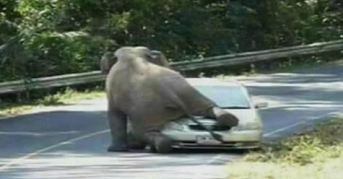 Ελέφαντας καταστρέφει αυτοκίνητο