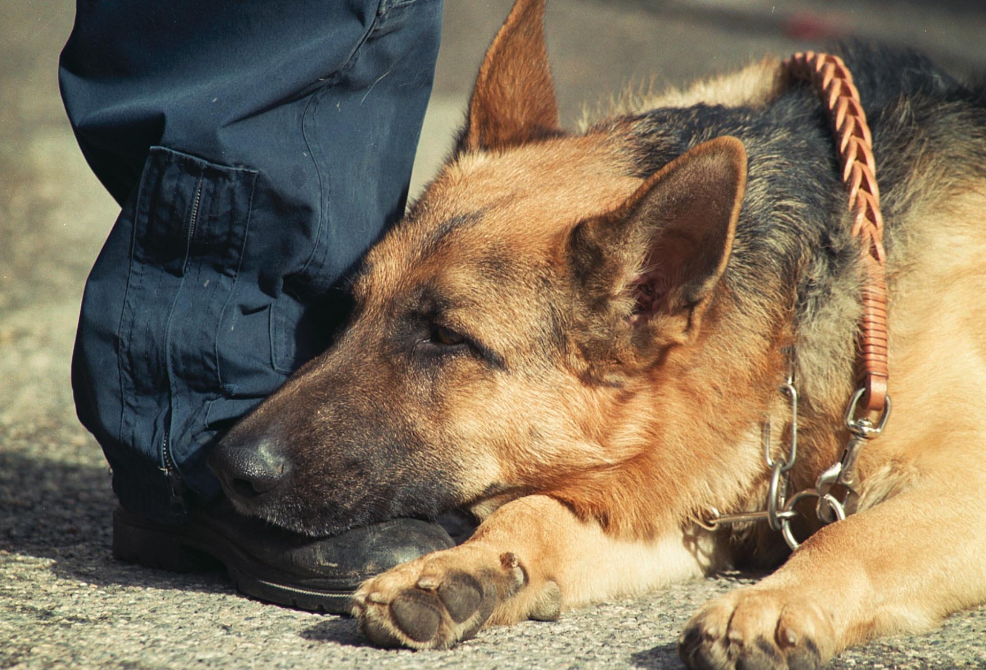 Ευρυτανία: Με σκύλο της ΕΜΑΚ οι έρευνες για ηλικιωμένο αγνοούμενο