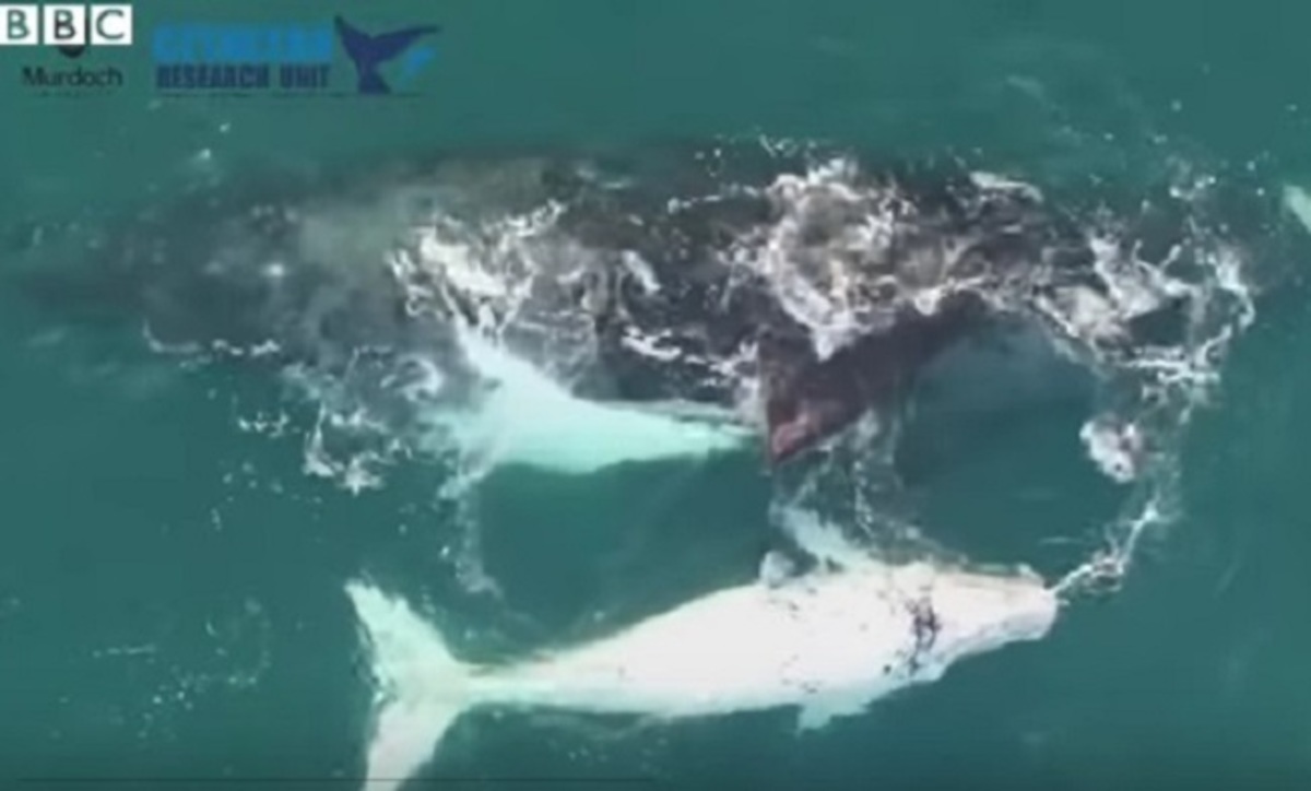 Σπάνιο, κατάλευκο φαλαινάκι κολυμπά δίπλα στη μαμά του![vid]