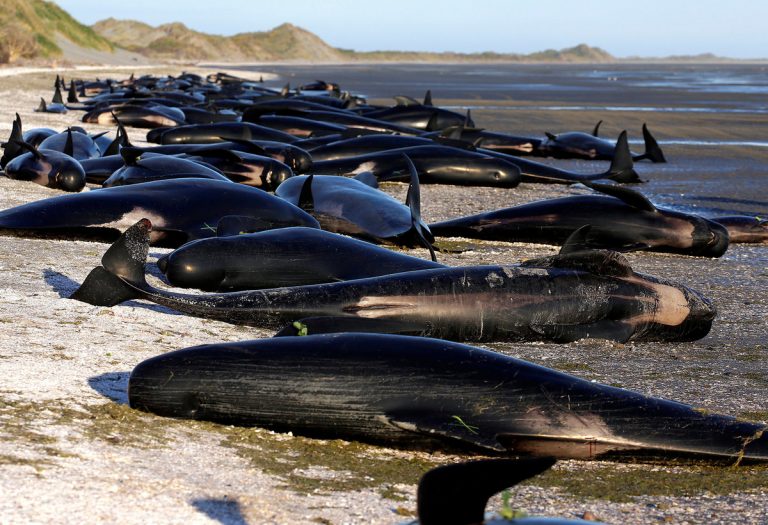 Εικόνες σοκ! Εκατοντάδες φάλαινες νεκρές στη Νέα Ζηλανδία [pics]