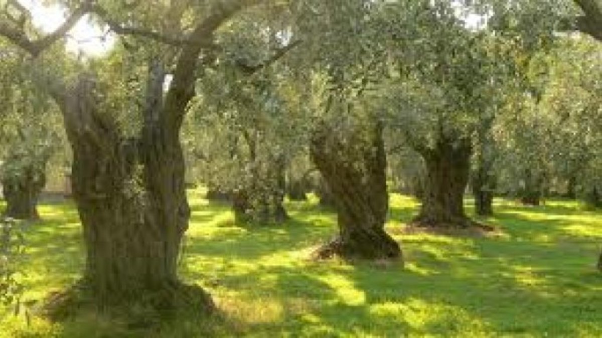 ΦΩΤΟ από cretalive.gr