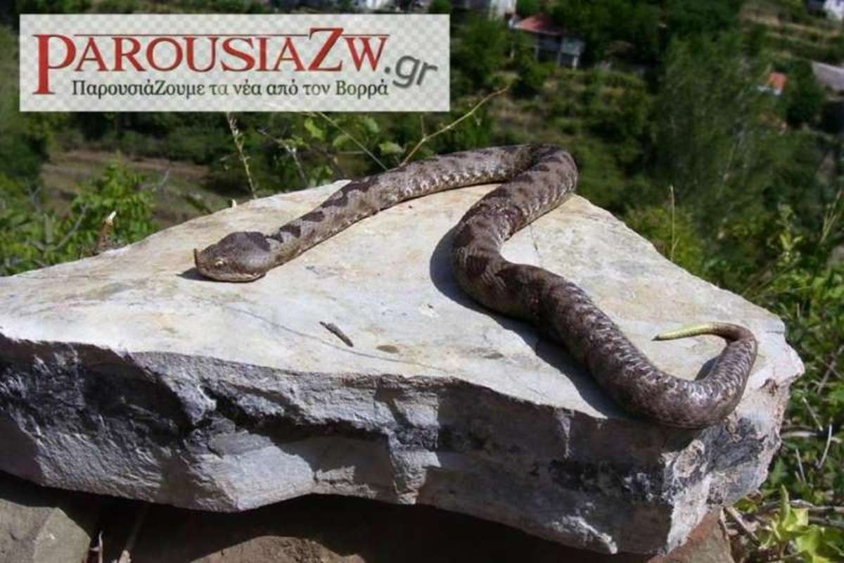 ΦΩΤΟ από parousiazw.gr