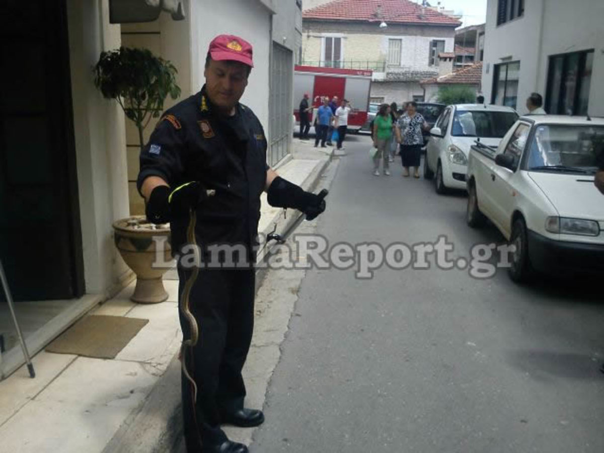 Λαμία: Δεν προλαβαίνουν τα φίδια μέσα στη πόλη