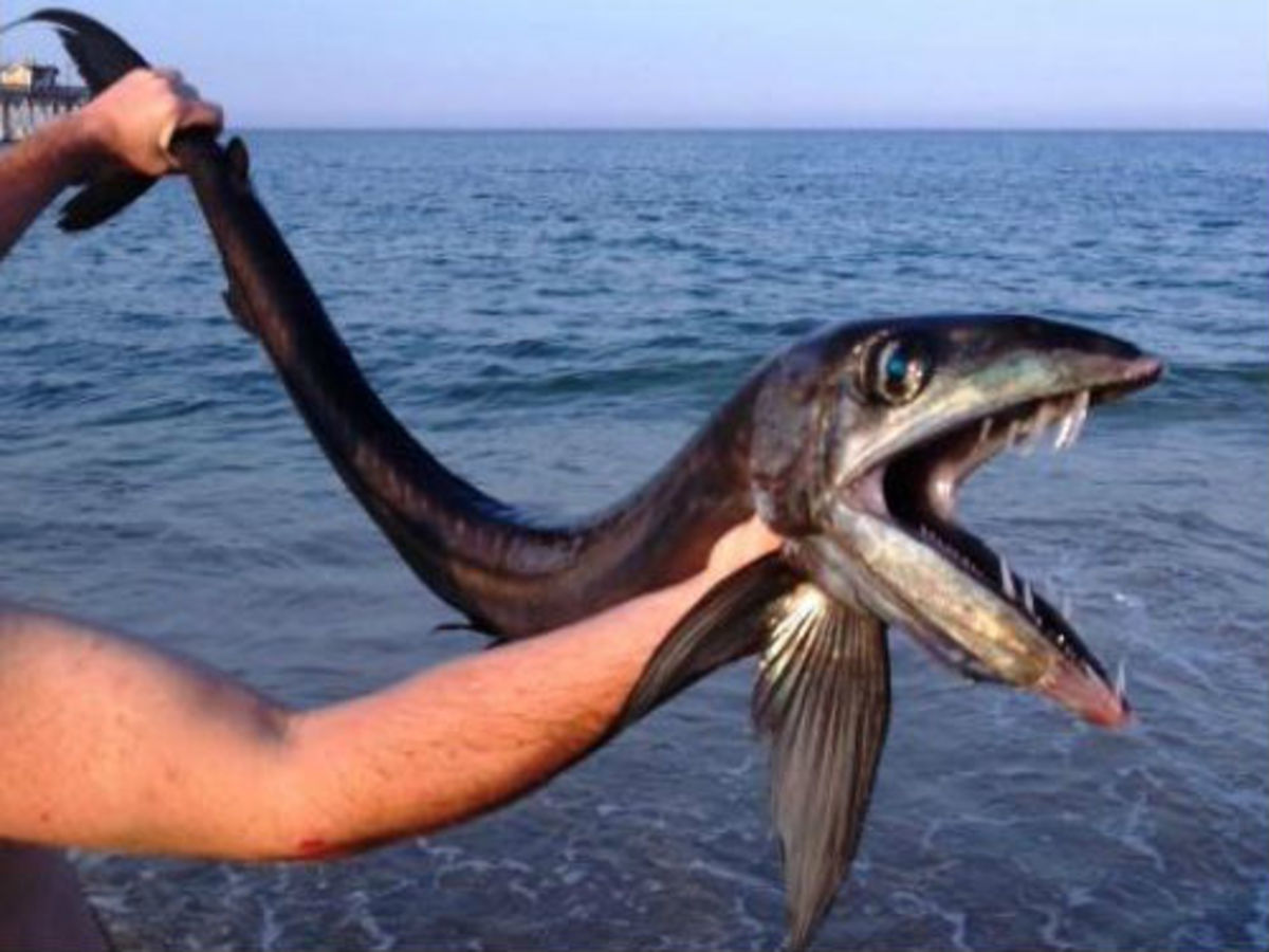 Μυστηριώδες ψάρι από τα βάθη του ωκεανού ξεβράστηκε στην ακτή – ΦΩΤΟ