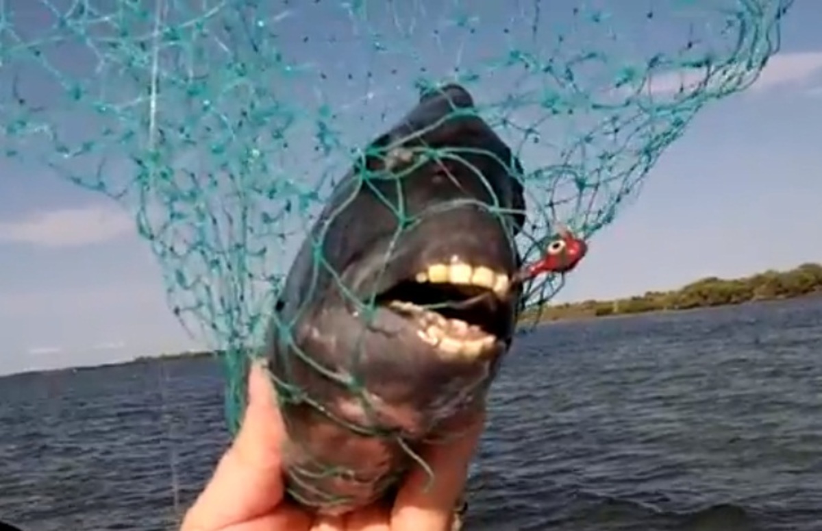 Αυτό το ψάρι έχει ανθρώπινα δόντια – ΒΙΝΤΕΟ