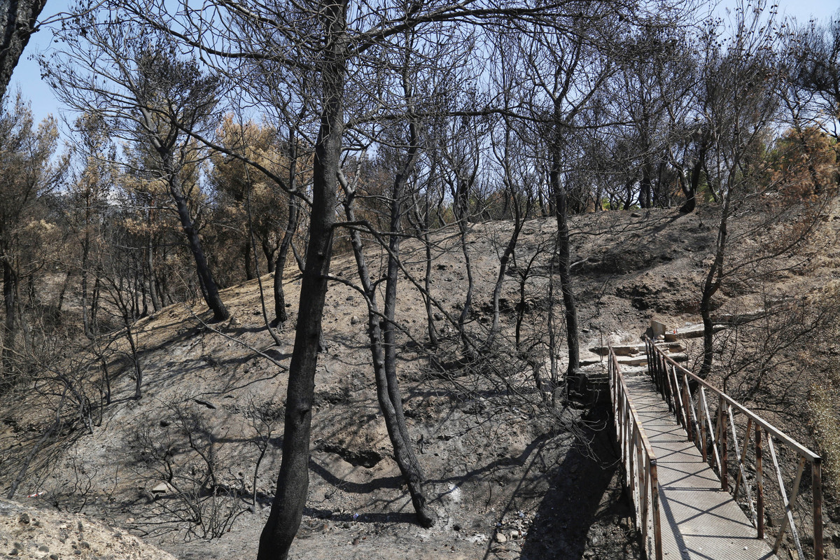 Νεμέα: Υπό έλεγχο η φωτιά στη Χάλκη – Στάχτη 150 στρέμματα δάσους