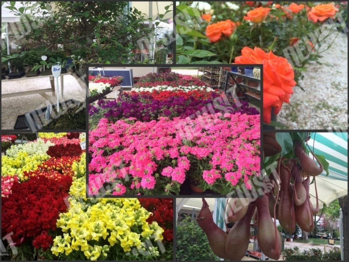 Δραπετεύστε στον ολάνθιστο κόσμο των λουλουδιών της ανθοκομικής έκθεσης Κηφισιάς – ΦΩΤΟ