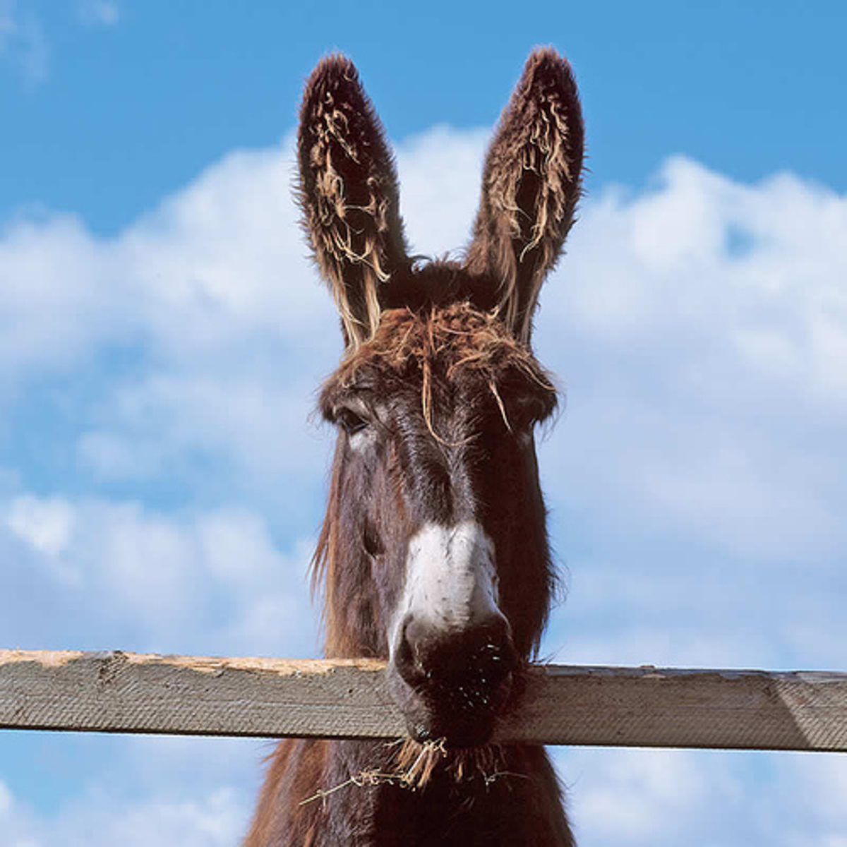 Προς Χότζα – Μέγαρον Βουλής τ.κ. 100 21 – Αθήνα