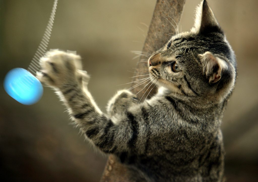 (ΦΩΤΟ ΑΡΧΕΙΟΥ EUROKINISSI)