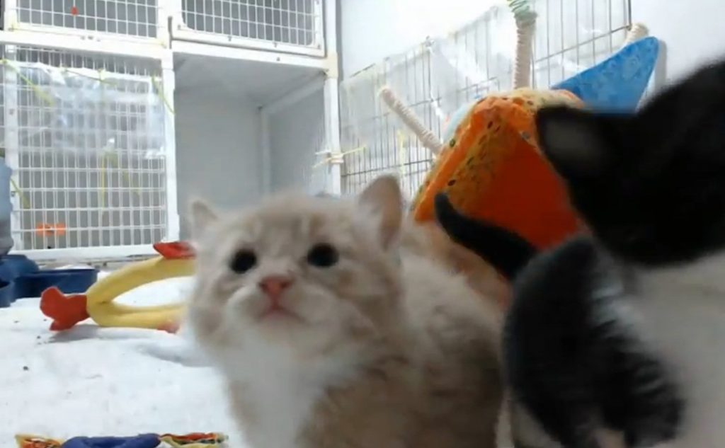 Τα Spice Kittens
