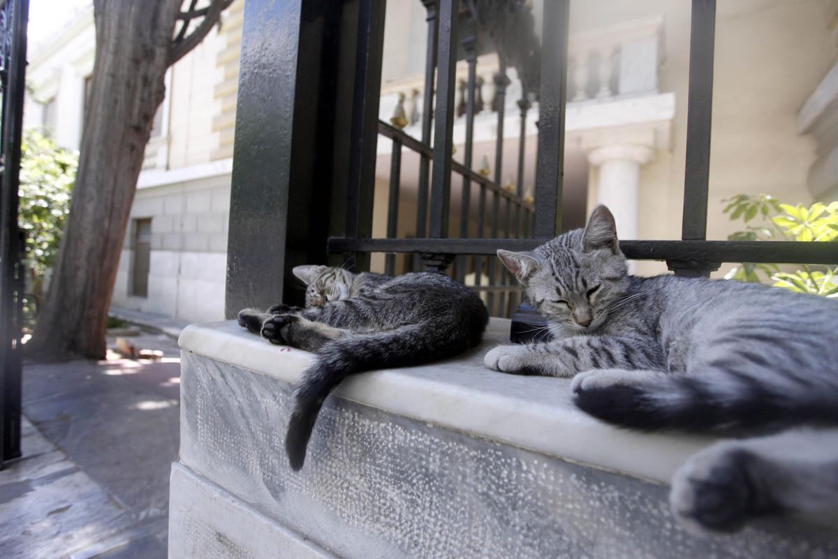 Στείρωση σε 249 αδέσποτες γάτες από τον Δήμο Αθηναίων