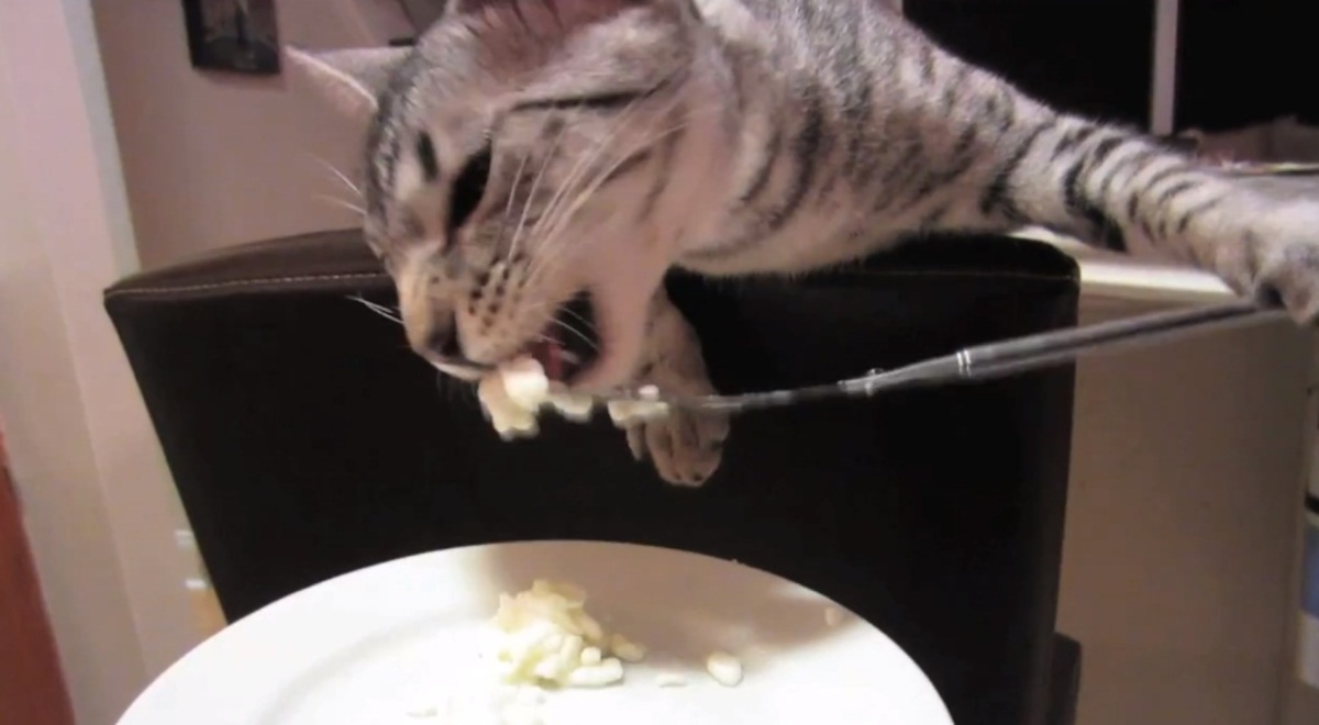 Η γάτα τρώει πουρέ πατάτας με… πιρούνι! ΒΙΝΤΕΟ