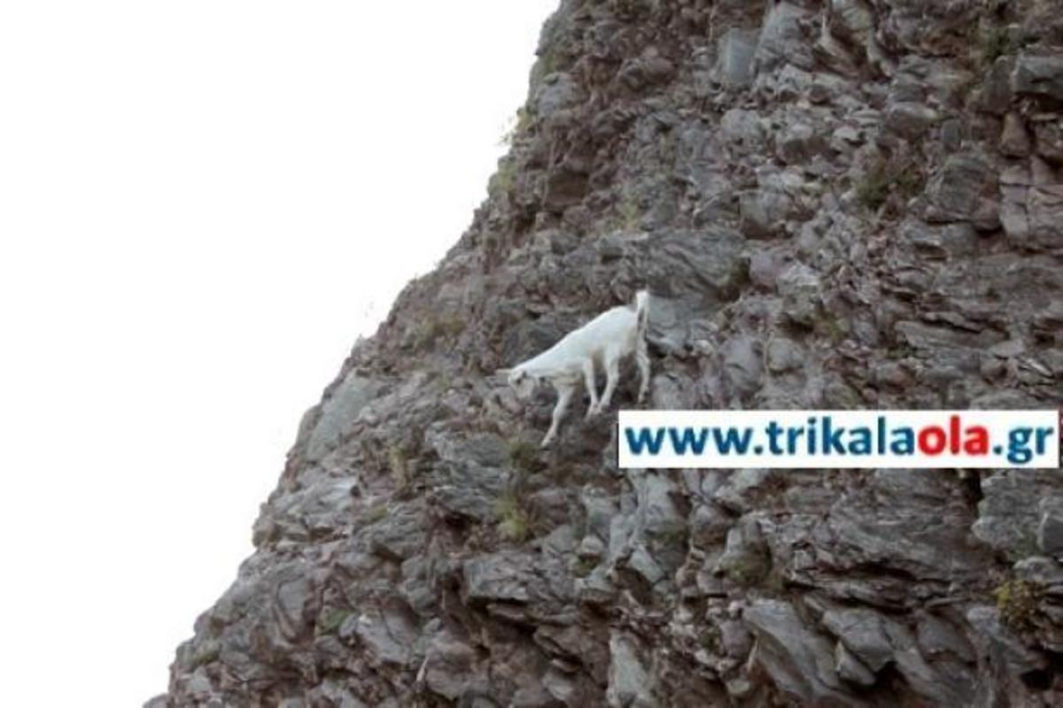 ΦΩΤΟ από trikalaola.gr