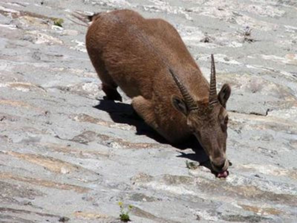 Το κομμένο κεφάλι κατσίκας με την γλώσσα έξω”
