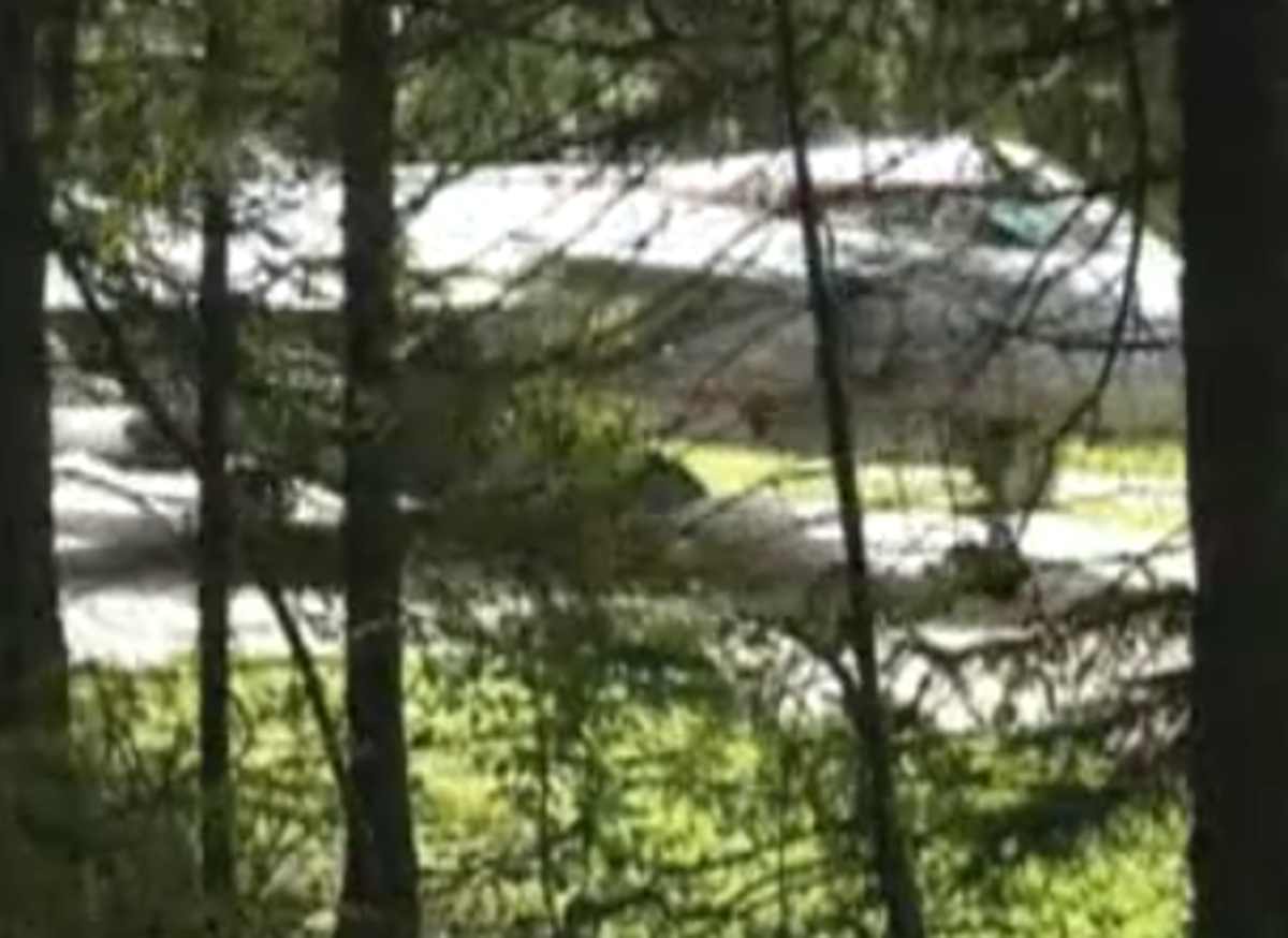 Πως προσγειώνεται ένα μαχητικό μέσα στο δάσος;Δείτε στο βίντεο