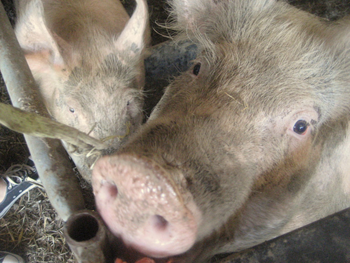 Τον έφαγαν τα γουρούνια του