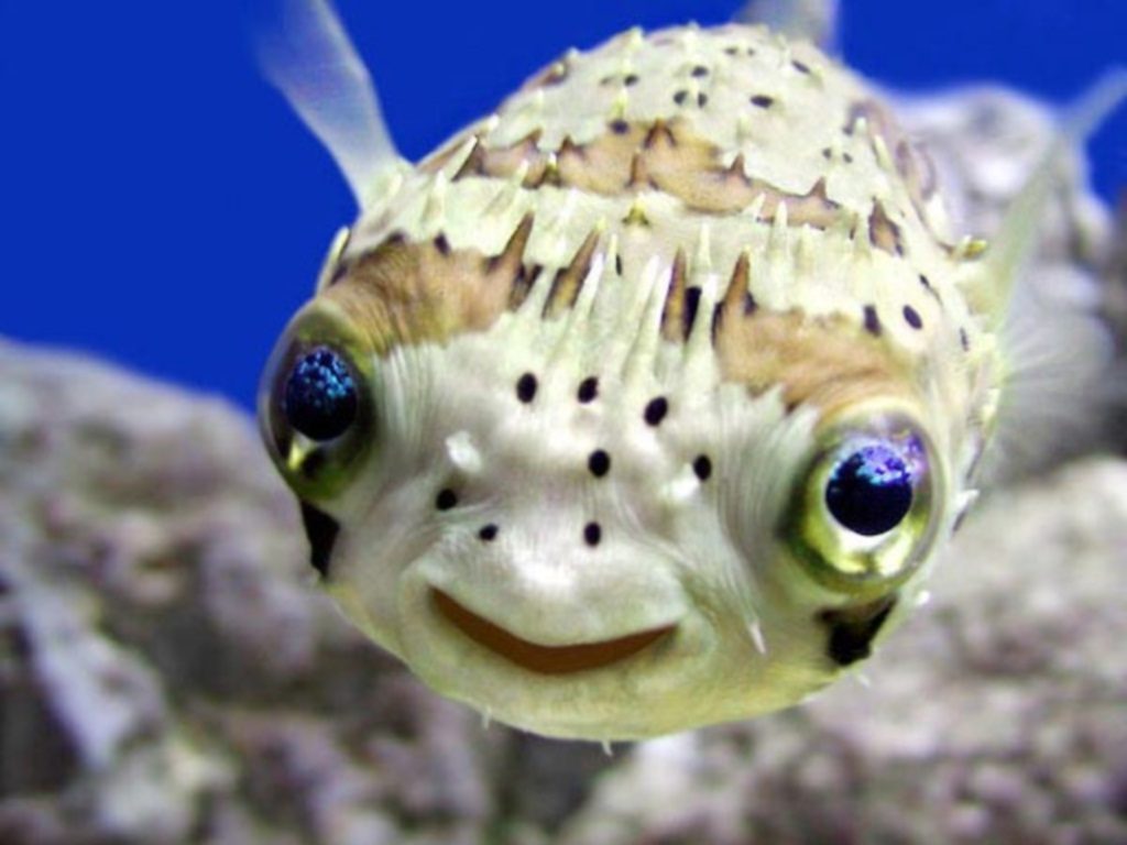 Αστείες φάτσες από σπάνια ψάρια! Δείτε φωτογραφίες