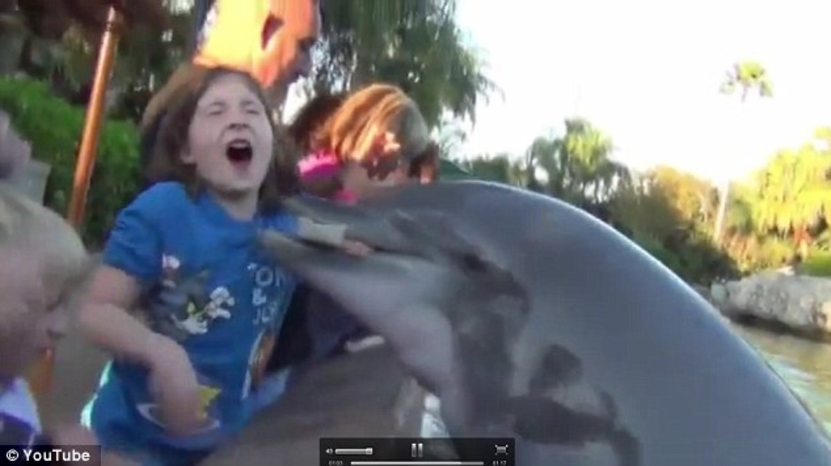 Η στιγμή που δελφίνι δαγκώνει το χέρι κοριτσιού – VIDEO