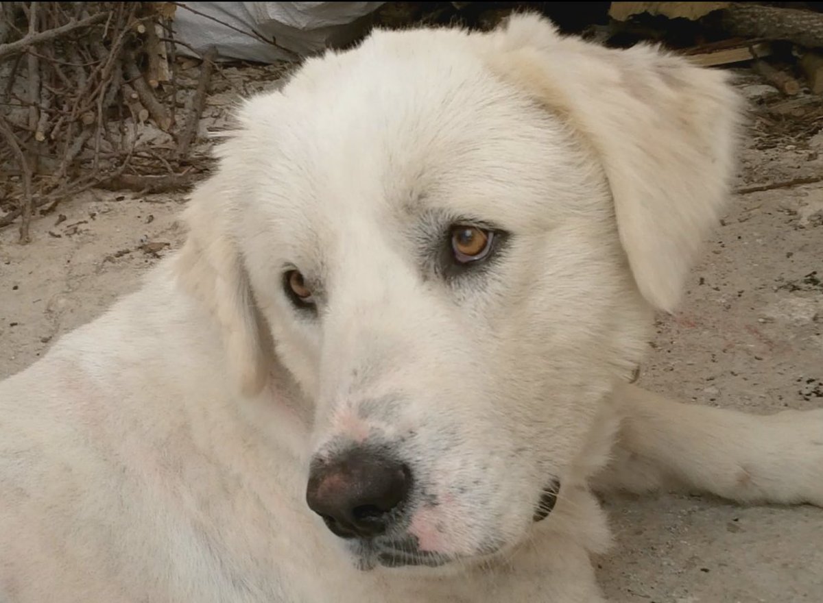 Παγκόσμια Ημέρα των Ζώων . Ο σκύλος σας τι άποψη έχει;