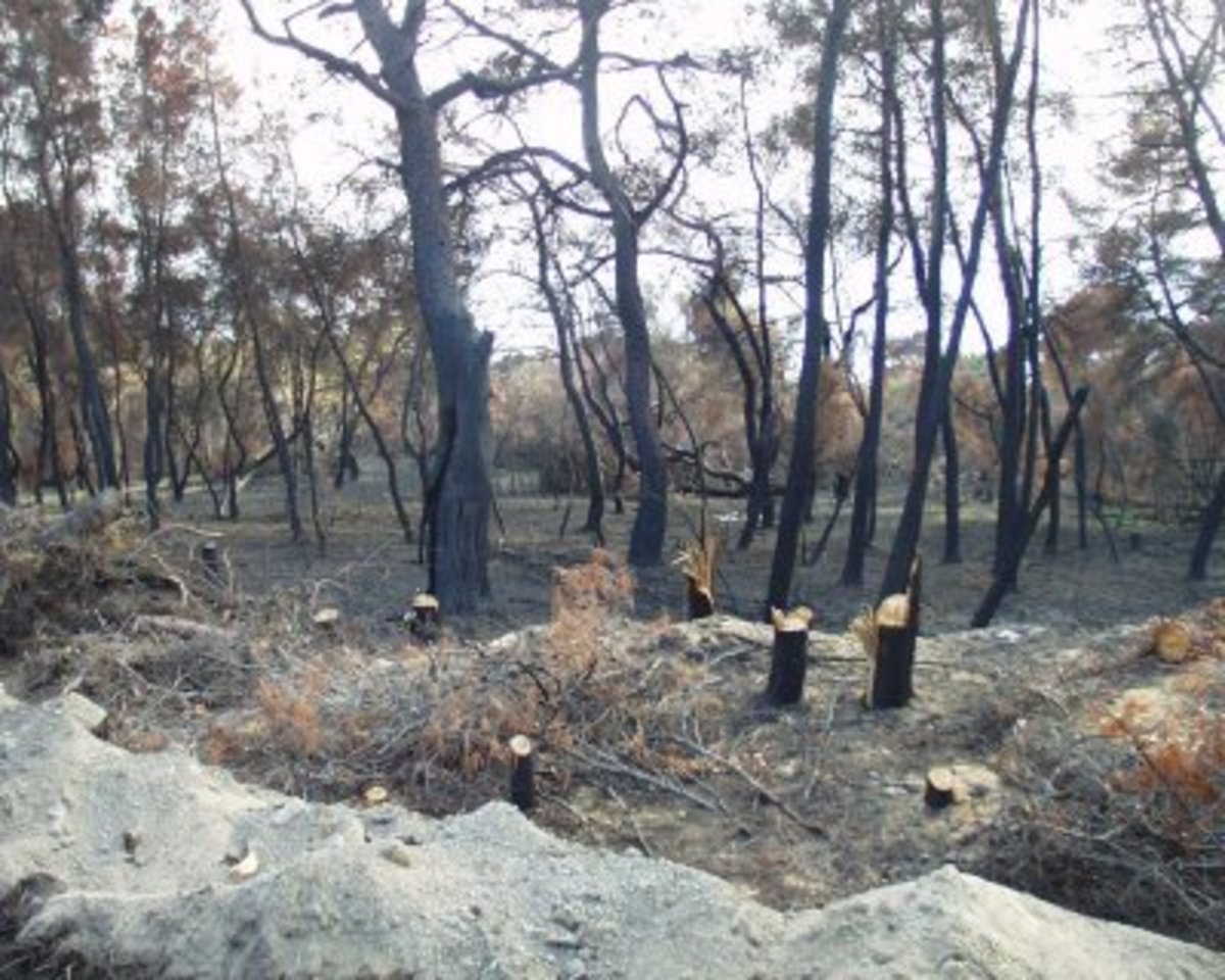 Η διαβούλευση συνεχίζεται για τα δάση, όπως και οι αντιδράσεις