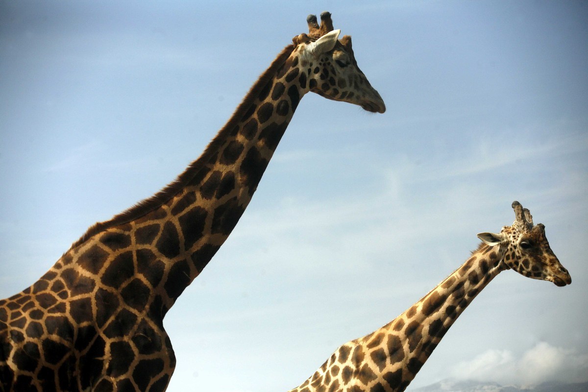 Γιατί η καμηλοπάρδαλη έχει ψηλό λαιμό;